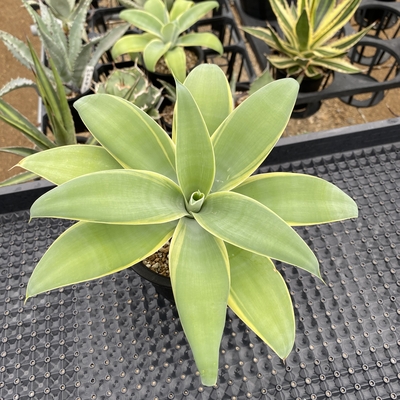 アガベ うねうね うねるアガベ | つべるふブログ 多肉生活 2021〜